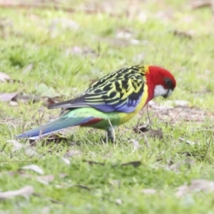 Platycercus eximius at Hawker, ACT - 9 Sep 2021