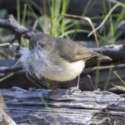 Acanthiza reguloides (Buff-rumped Thornbill) at Hawker, ACT - 6 Sep 2021 by AlisonMilton