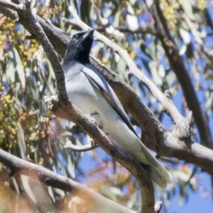 Coracina novaehollandiae at Hawker, ACT - 6 Sep 2021