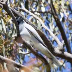 Coracina novaehollandiae at Hawker, ACT - 6 Sep 2021