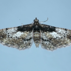 Chloroclystis approximata at Ainslie, ACT - 8 Sep 2021