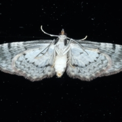 Chloroclystis approximata at Ainslie, ACT - 8 Sep 2021 07:43 PM