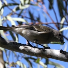 Pachycephala pectoralis (Golden Whistler) at Majura, ACT - 7 Sep 2021 by jb2602