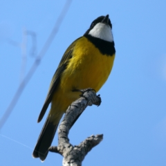 Pachycephala pectoralis (Golden Whistler) at Majura, ACT - 7 Sep 2021 by jb2602