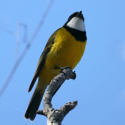 Pachycephala pectoralis (Golden Whistler) at Majura, ACT - 7 Sep 2021 by jb2602