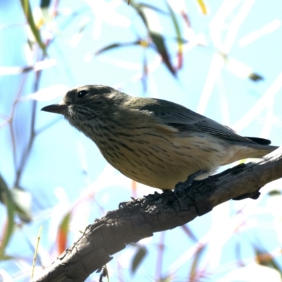 Pachycephala rufiventris (Rufous Whistler) at Mount Ainslie - 7 Sep 2021 by jb2602