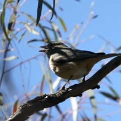 Pachycephala rufiventris at Majura, ACT - 7 Sep 2021 12:28 PM