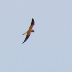 Falco cenchroides (Nankeen Kestrel) at Point Hut to Tharwa - 9 Sep 2021 by RodDeb