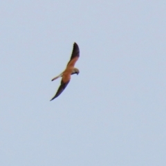 Falco cenchroides (Nankeen Kestrel) at Gordon, ACT - 9 Sep 2021 by RodDeb