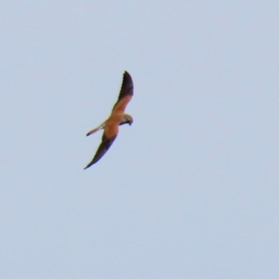 Falco cenchroides (Nankeen Kestrel) at Point Hut to Tharwa - 9 Sep 2021 by RodDeb