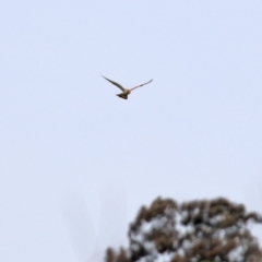 Falco cenchroides at Gordon, ACT - 9 Sep 2021