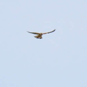 Falco cenchroides at Gordon, ACT - 9 Sep 2021