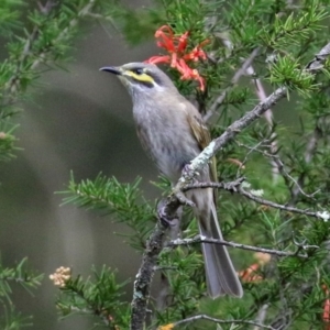 Caligavis chrysops at Tuggeranong DC, ACT - 9 Sep 2021