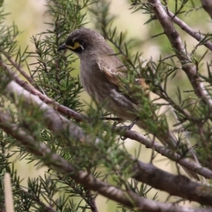 Caligavis chrysops at Tuggeranong DC, ACT - 9 Sep 2021 01:52 PM