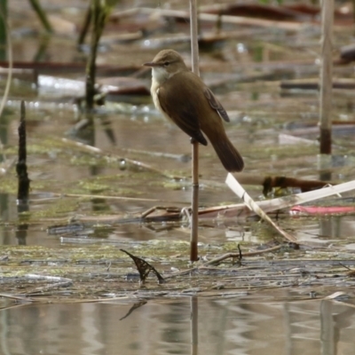 Acrocephalus australis (Australian Reed-Warbler) at Point Hut to Tharwa - 9 Sep 2021 by RodDeb