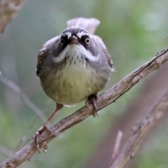 Sericornis frontalis (White-browed Scrubwren) at Tuggeranong DC, ACT - 9 Sep 2021 by RodDeb