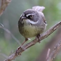 Sericornis frontalis at Tuggeranong DC, ACT - 9 Sep 2021