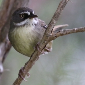 Sericornis frontalis at Tuggeranong DC, ACT - 9 Sep 2021 02:00 PM