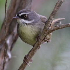 Sericornis frontalis at Tuggeranong DC, ACT - 9 Sep 2021 02:00 PM