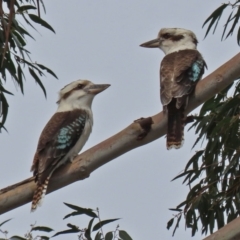 Dacelo novaeguineae (Laughing Kookaburra) at Tuggeranong DC, ACT - 9 Sep 2021 by RodDeb