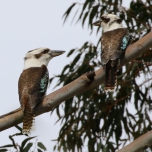 Dacelo novaeguineae at Tuggeranong DC, ACT - 9 Sep 2021 01:24 PM