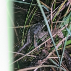 Crinia sloanei (Sloane's Froglet) at Albury - 9 Sep 2021 by ChrisAllen