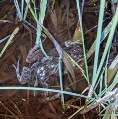 Limnodynastes tasmaniensis (Spotted Grass Frog) at Albury - 9 Sep 2021 by ChrisAllen