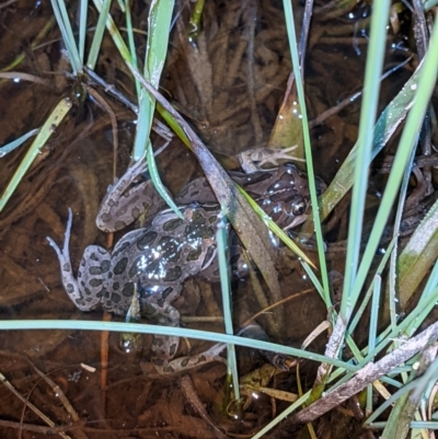 Limnodynastes tasmaniensis (Spotted Grass Frog) at Albury - 9 Sep 2021 by ChrisAllen