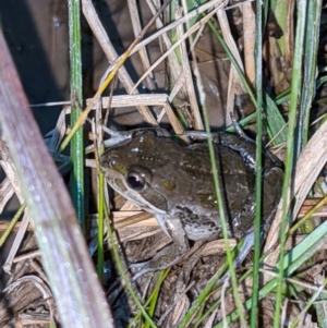 Limnodynastes tasmaniensis at Thurgoona, NSW - 9 Sep 2021 08:03 PM