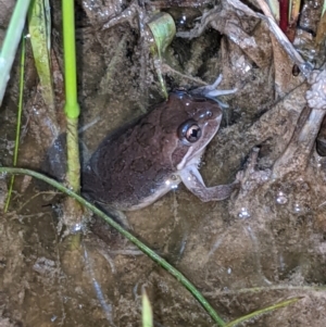 Limnodynastes tasmaniensis at Thurgoona, NSW - 9 Sep 2021 07:57 PM