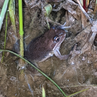 Limnodynastes tasmaniensis (Spotted Grass Frog) at Albury - 9 Sep 2021 by ChrisAllen