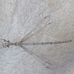 Austrolestes leda (Wandering Ringtail) at McKellar, ACT - 8 Sep 2021 by Amata