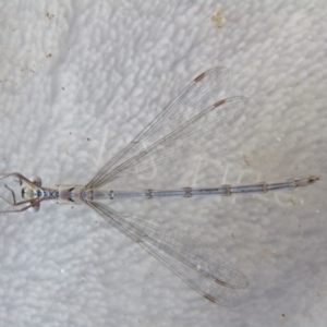 Austrolestes leda at McKellar, ACT - suppressed