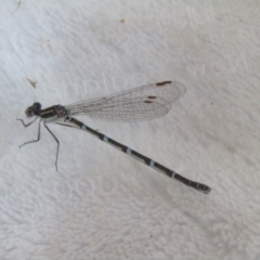 Austrolestes leda at McKellar, ACT - suppressed