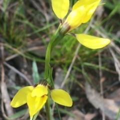 Diuris chryseopsis (Golden Moth) at Mount Painter - 9 Sep 2021 by Ned_Johnston