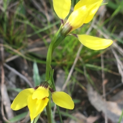 Diuris chryseopsis (Golden Moth) at Mount Painter - 9 Sep 2021 by Ned_Johnston