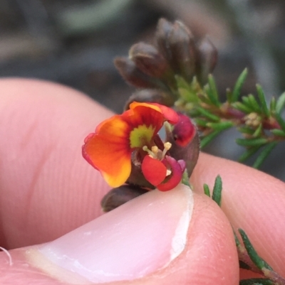 Dillwynia phylicoides (A Parrot-pea) at Aranda, ACT - 9 Sep 2021 by NedJohnston