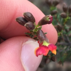 Dillwynia phylicoides at Aranda, ACT - 9 Sep 2021