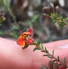 Dillwynia phylicoides at Aranda, ACT - 9 Sep 2021