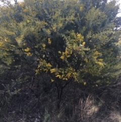 Acacia cultriformis (Knife Leaf Wattle) at Aranda, ACT - 9 Sep 2021 by NedJohnston