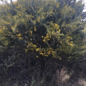 Acacia cultriformis at Aranda, ACT - 9 Sep 2021