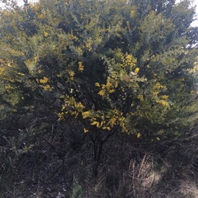 Acacia cultriformis (Knife Leaf Wattle) at Aranda, ACT - 9 Sep 2021 by Ned_Johnston