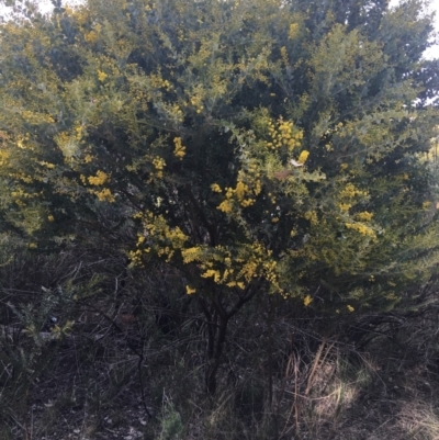 Acacia cultriformis (Knife Leaf Wattle) at Aranda, ACT - 9 Sep 2021 by NedJohnston