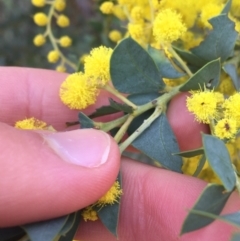 Acacia cultriformis at Aranda, ACT - 9 Sep 2021 04:13 PM