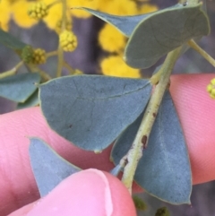 Acacia cultriformis at Aranda, ACT - 9 Sep 2021