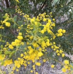 Acacia cultriformis at Aranda, ACT - 9 Sep 2021 04:13 PM