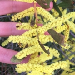 Acacia longifolia subsp. longifolia (sallow or Sydney golden wattle) at Aranda, ACT - 9 Sep 2021 by NedJohnston