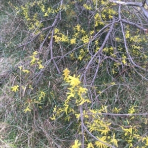 Acacia longifolia subsp. longifolia at Aranda, ACT - 9 Sep 2021