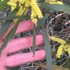 Acacia longifolia subsp. longifolia at Aranda, ACT - 9 Sep 2021