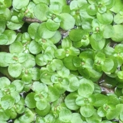 Callitriche stagnalis (Common Starwort) at Black Mountain - 9 Sep 2021 by Ned_Johnston